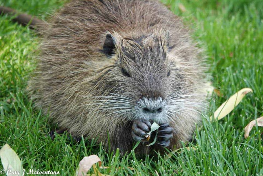 33943542_10156159115841830_7589917041277009920_n