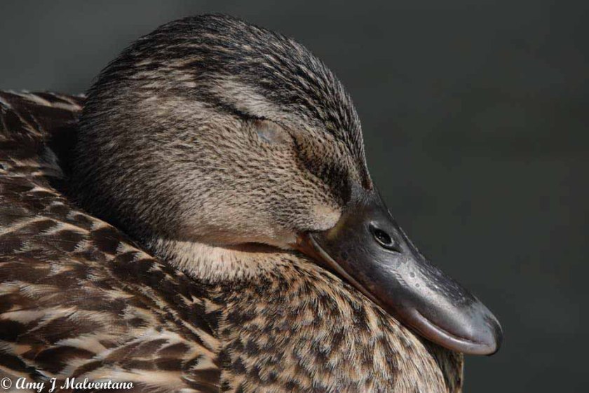 34101991_10156166158836830_5906547464793489408_n