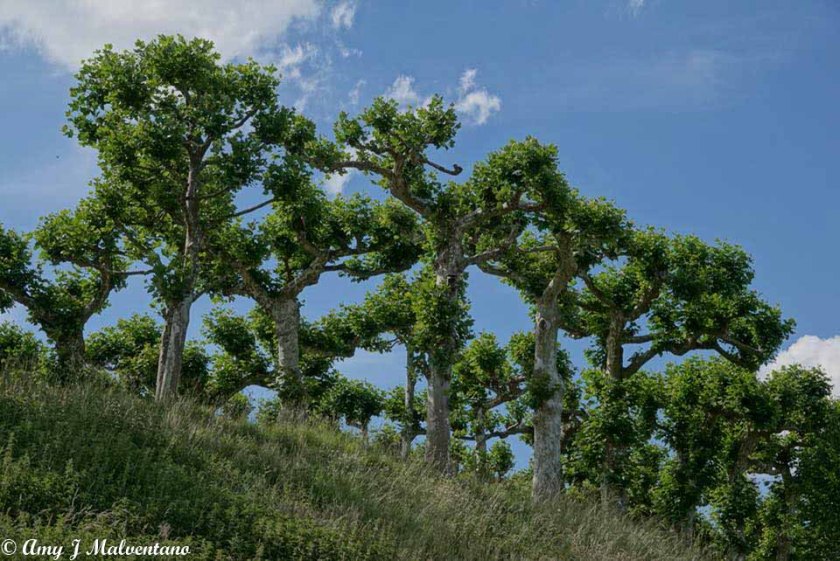 34284676_10156171388211830_4623604788896989184_n