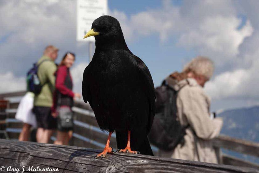 34421606_10156170591081830_100665091296329728_n