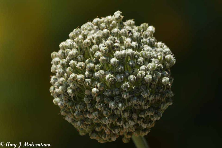 36678555_10156248744841830_8423598480085221376_n